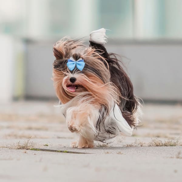 North Wake Animal Hospital | Wake Forest Animal Hospital North Wake Animal Hospital | Wake Forest Animal Hospital