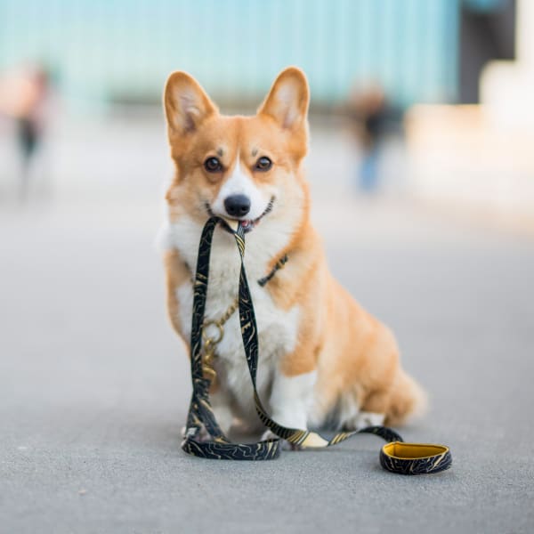 Surgical Care in North Wake Animal Hospital, Wake Forest