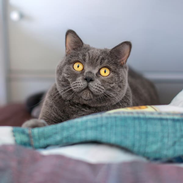 Diagnostics in North Wake Animal Hospital, Wake Forest