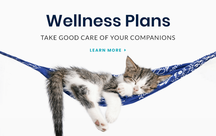 Wellness Plans for Pets in Wake Forest